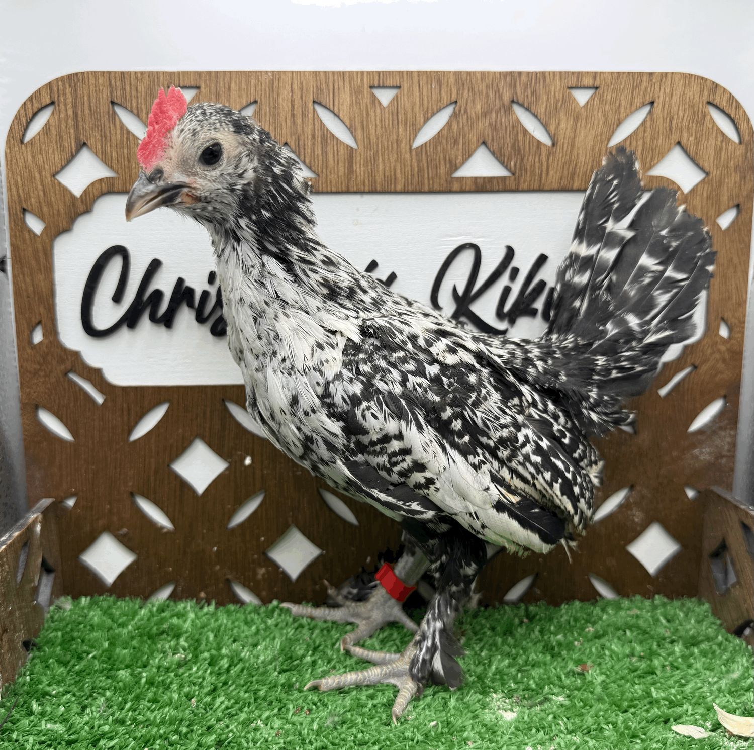 Cockerel