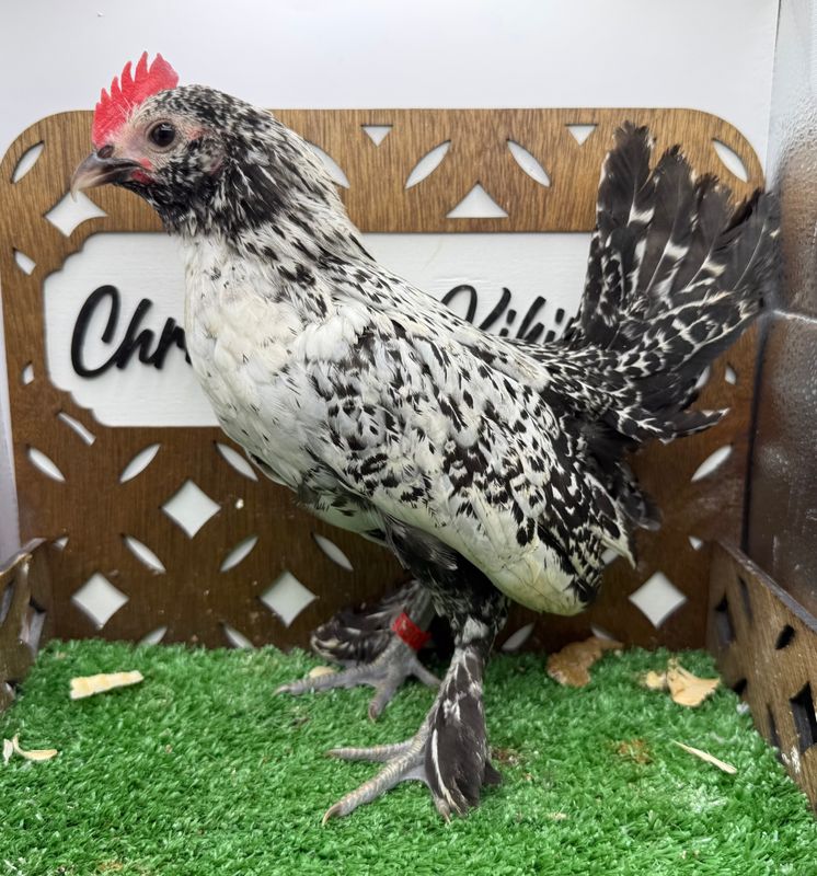 Cockerel