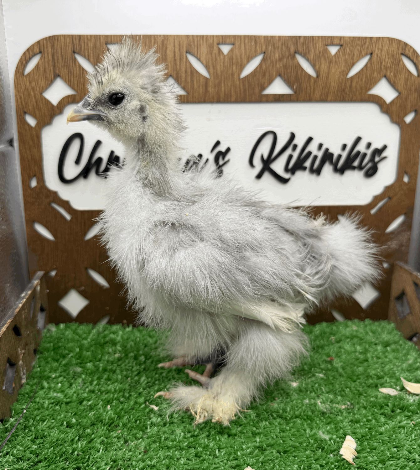 Silkie