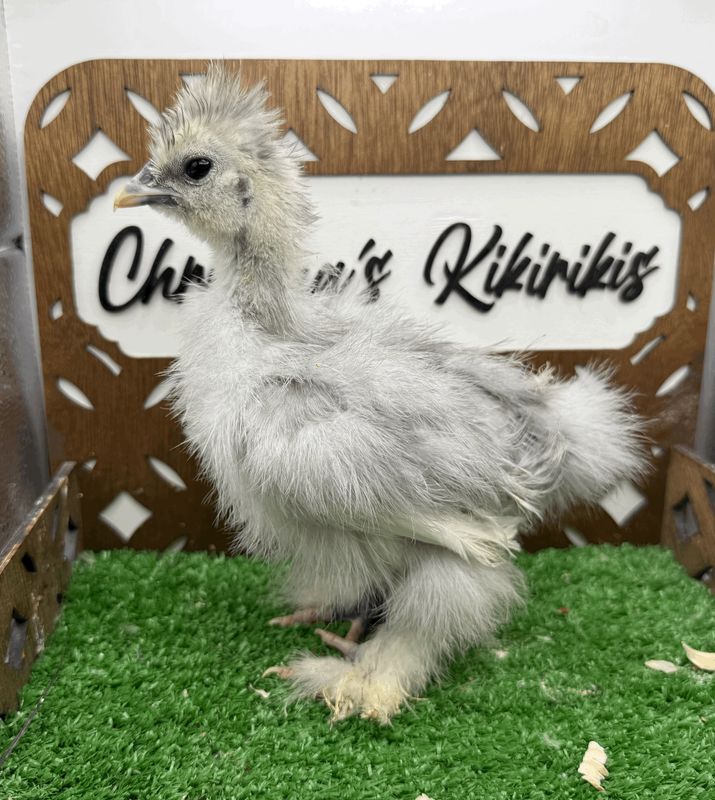 Silkie