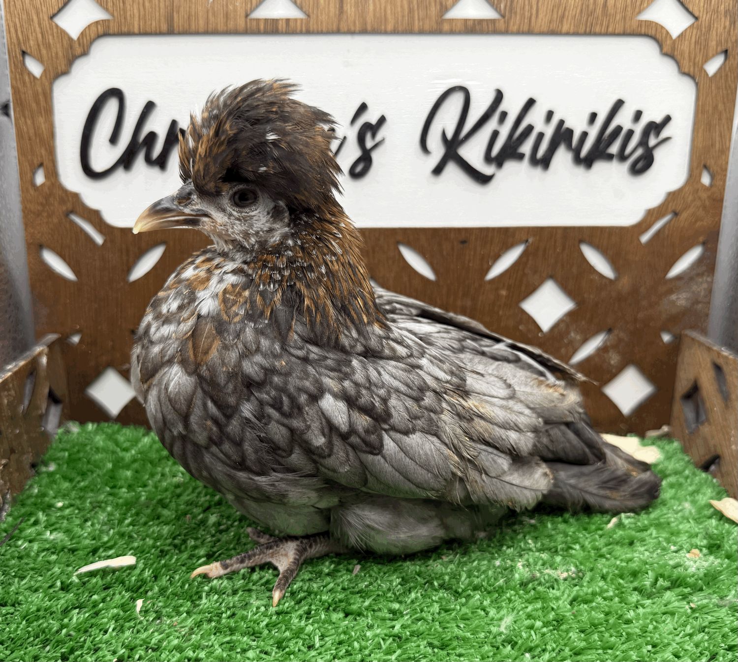 Possible Pullet