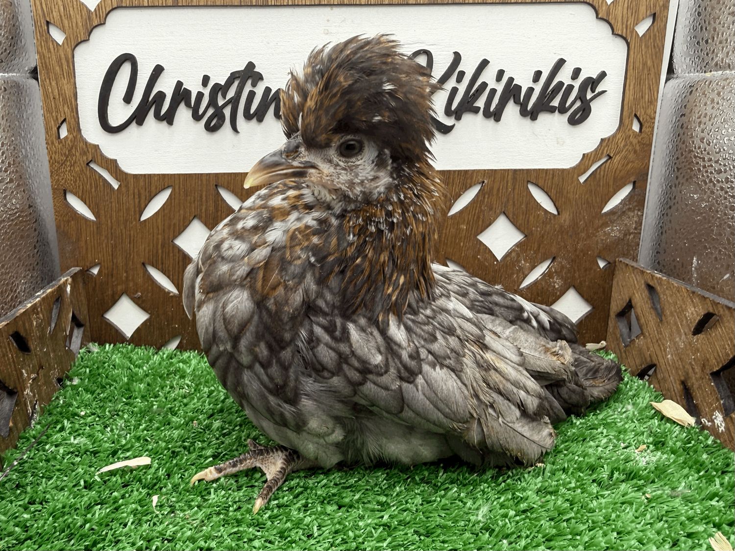 Possible Pullet