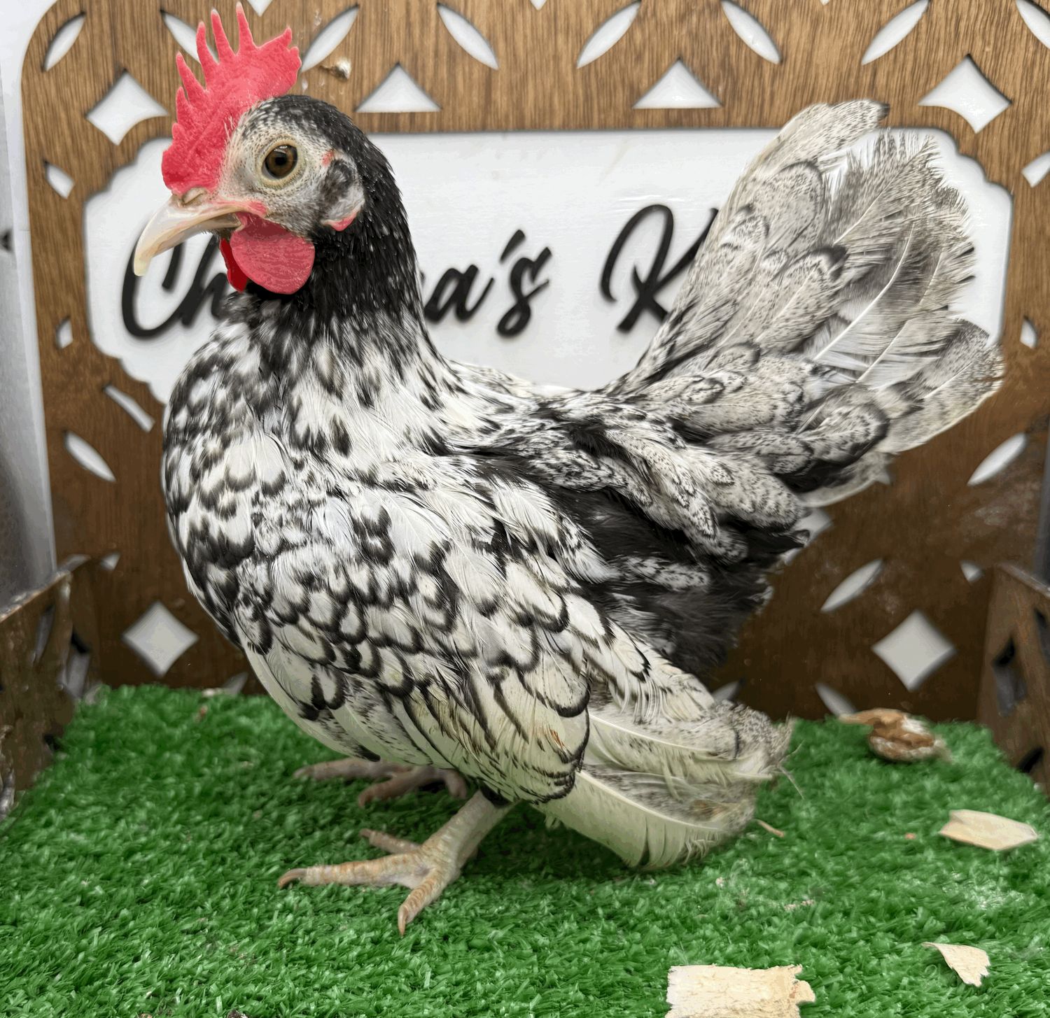 Cockerel