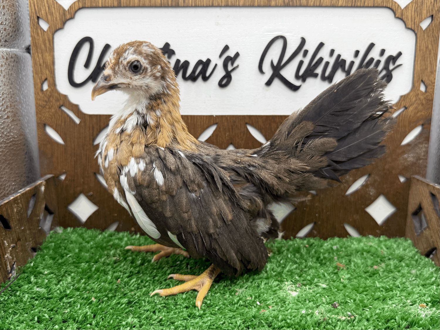 Possible Pullet