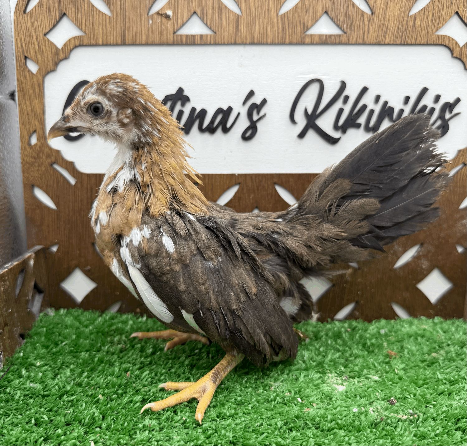 Possible Pullet