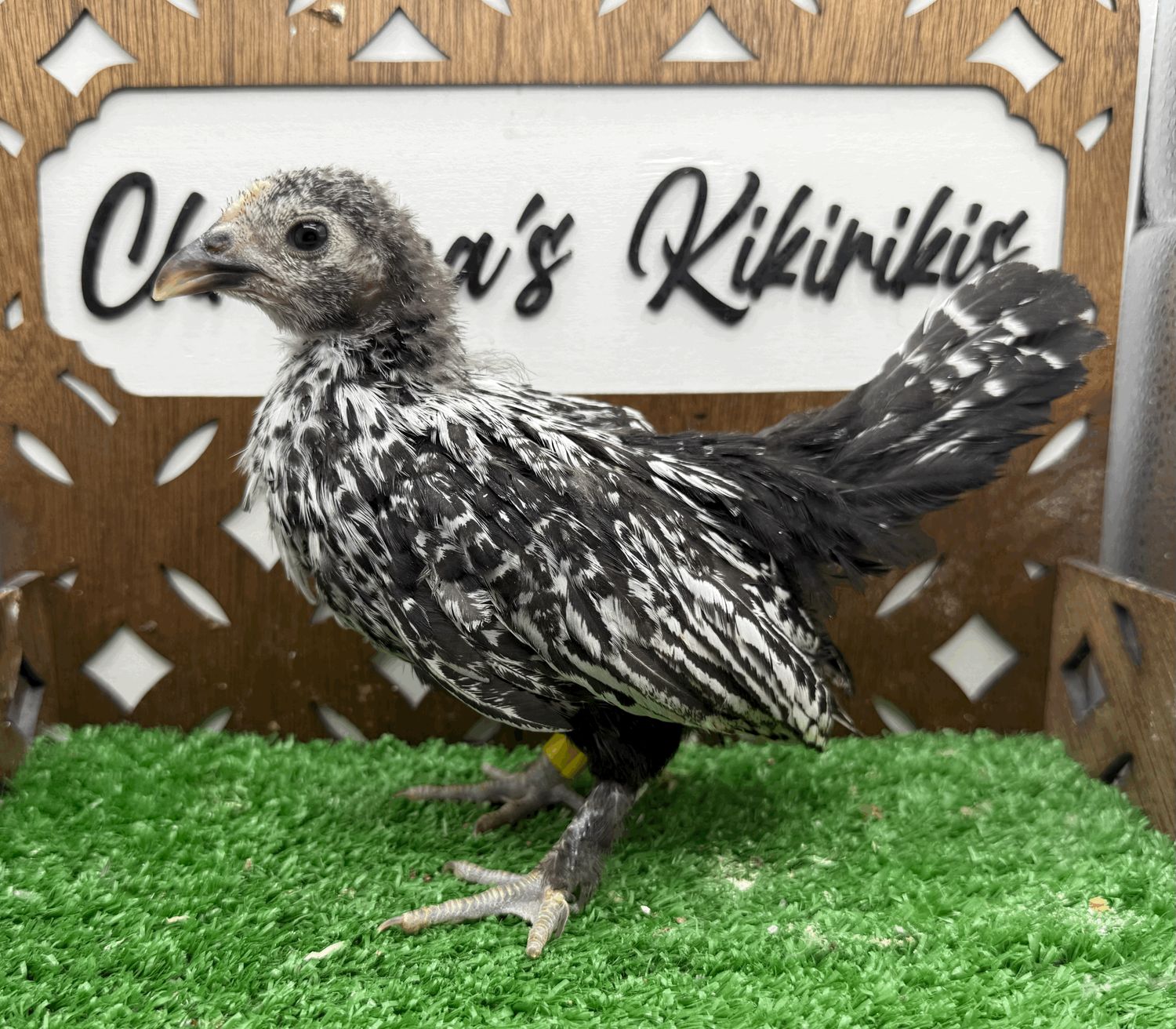 Possible Pullet