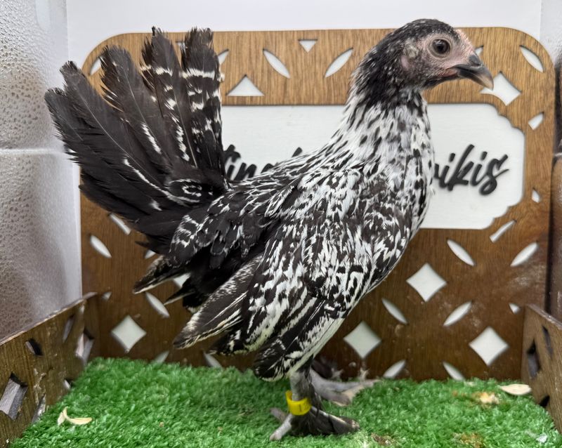 Possible Pullet