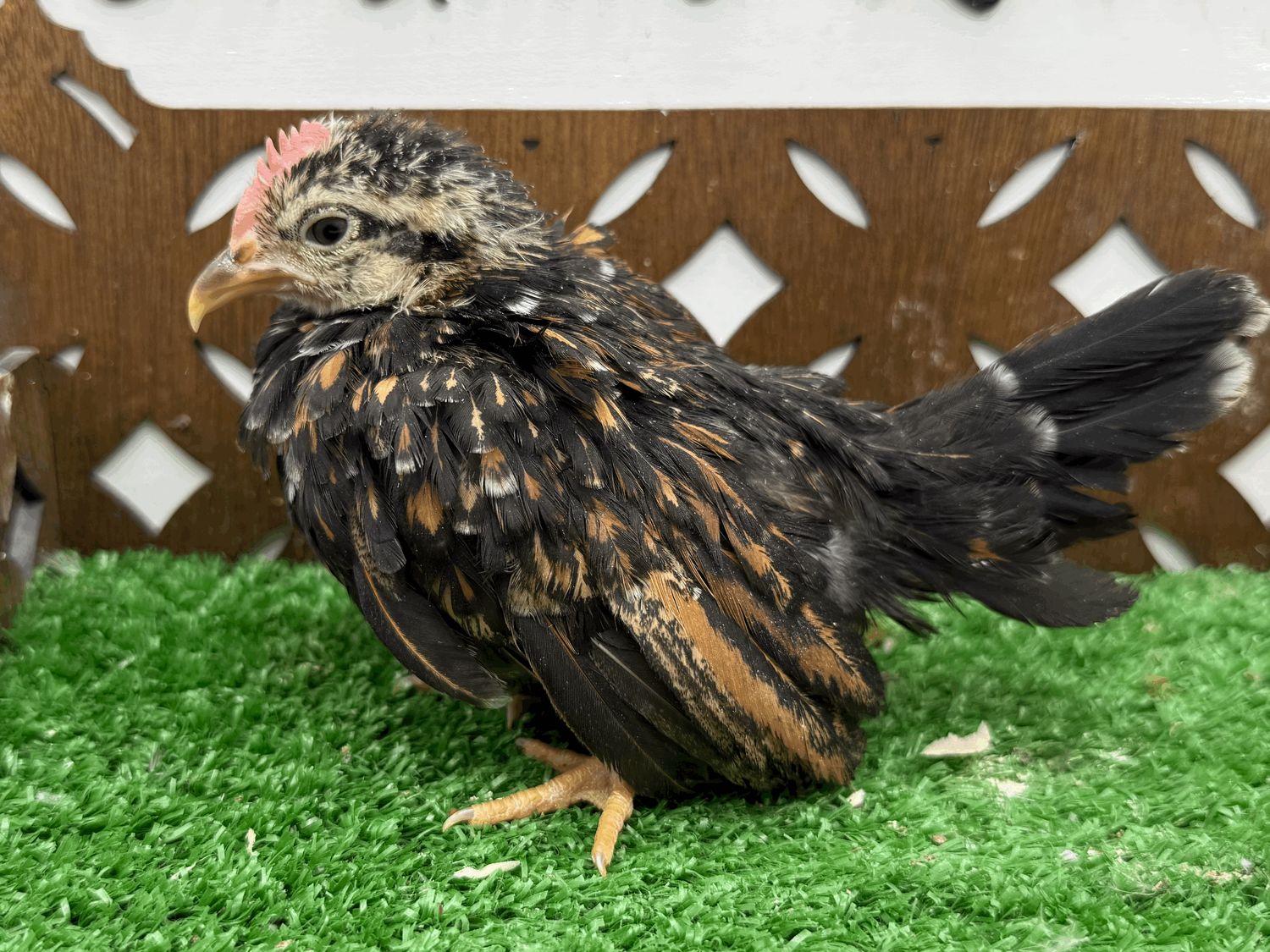 Cockerel
