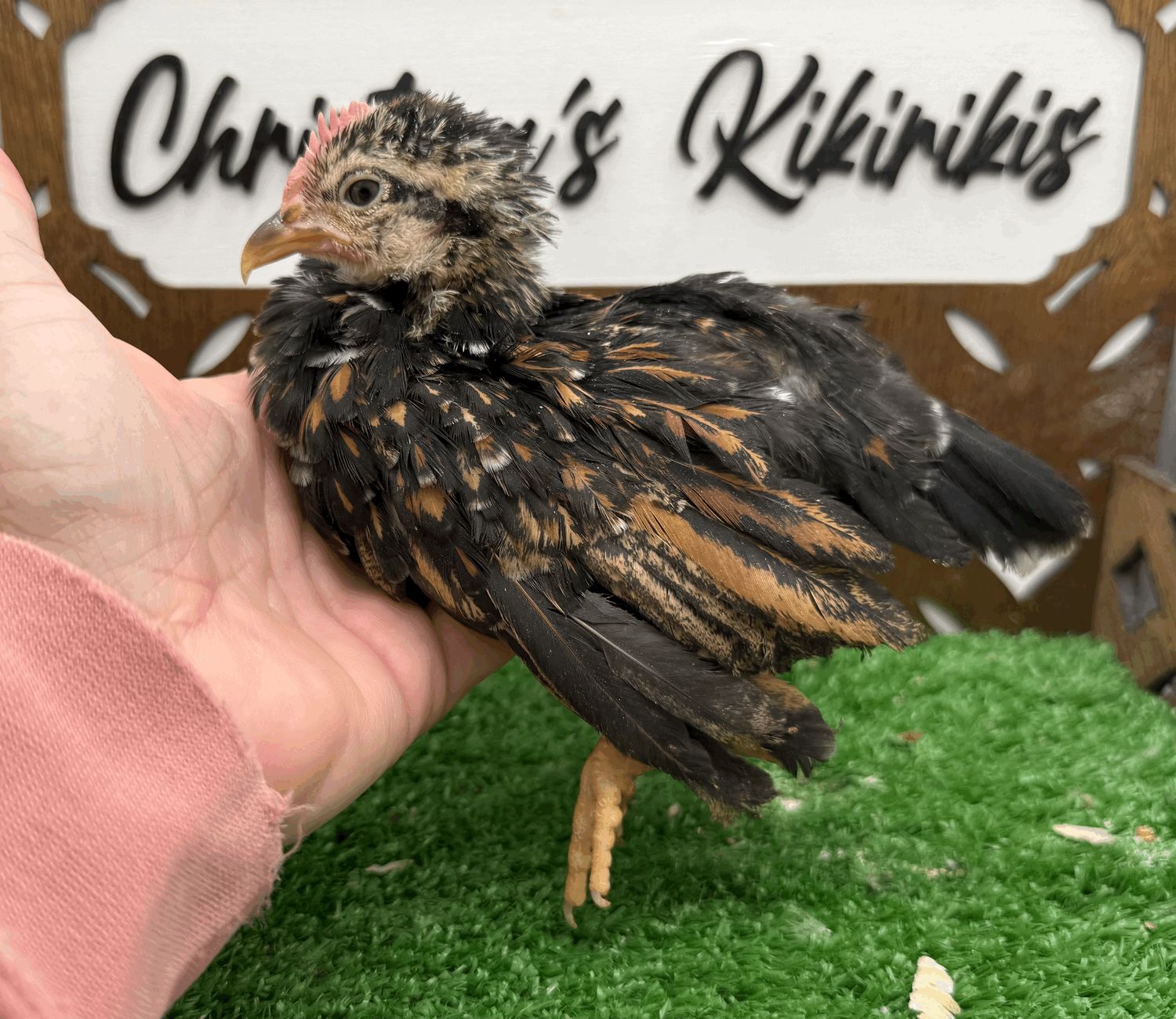 Cockerel
