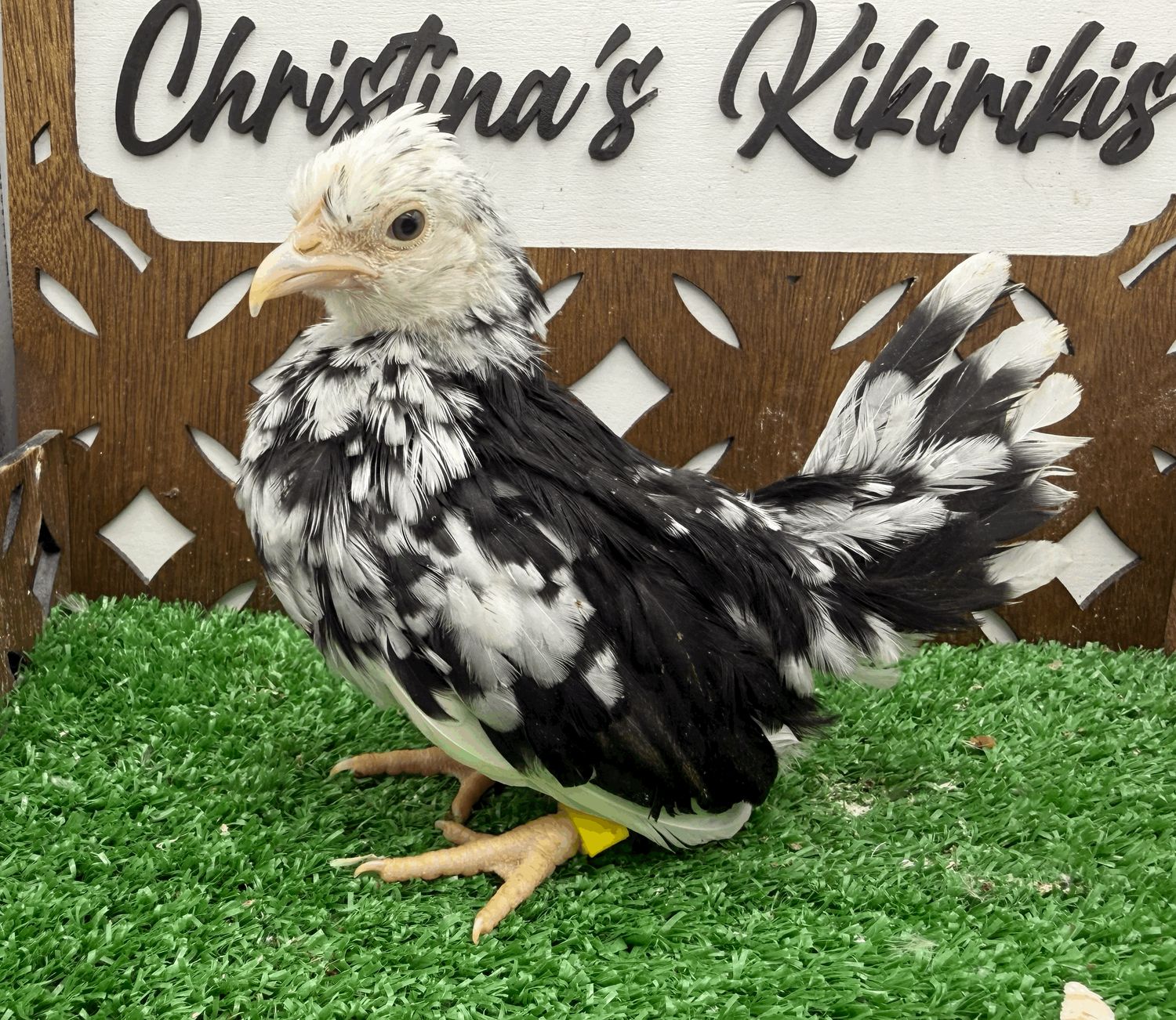Possible Pullet