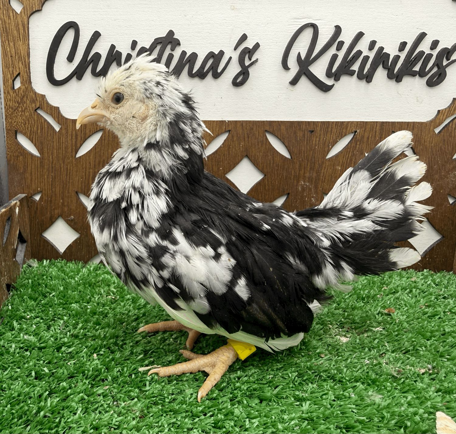 Possible Pullet