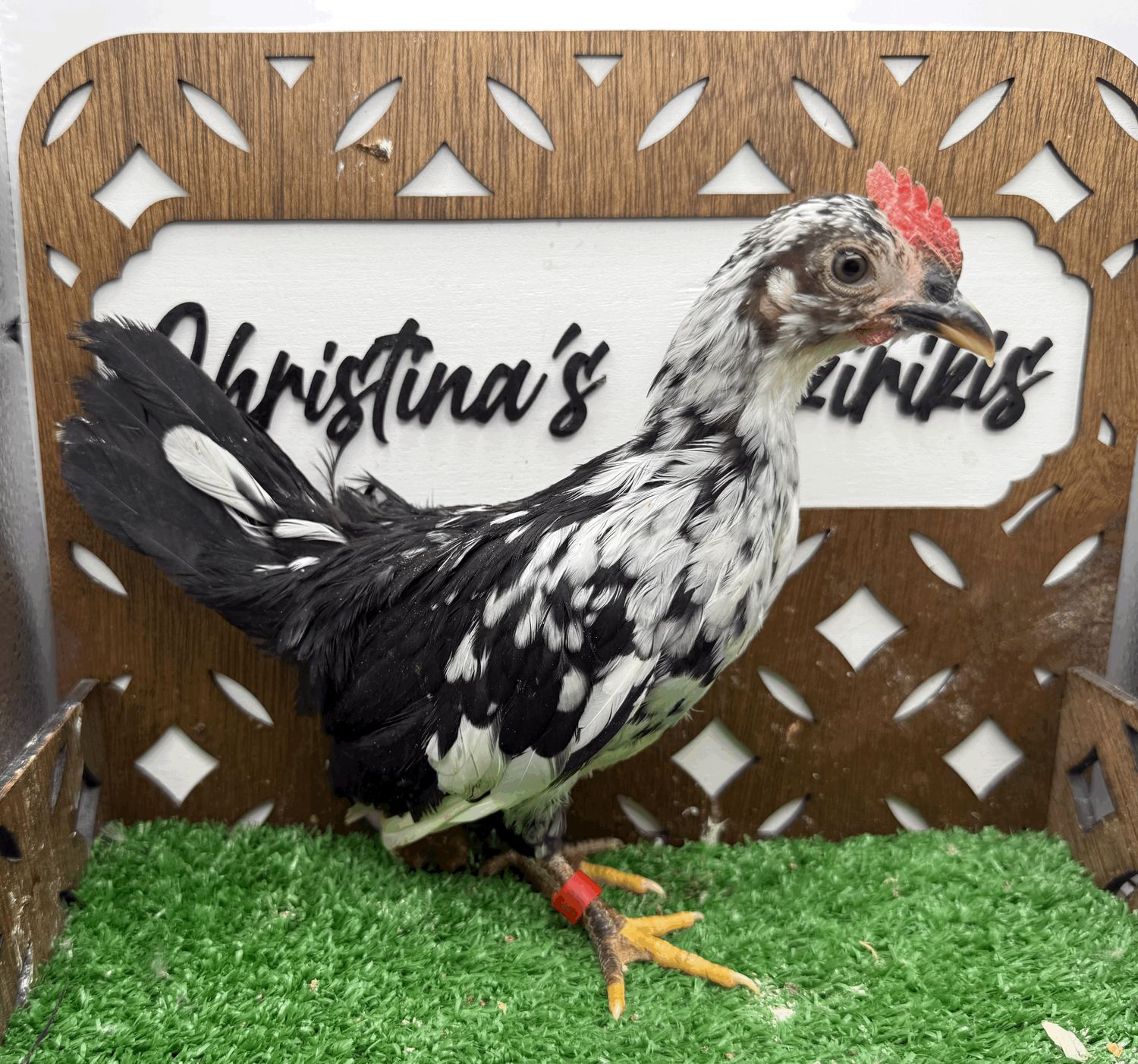 Cockerel