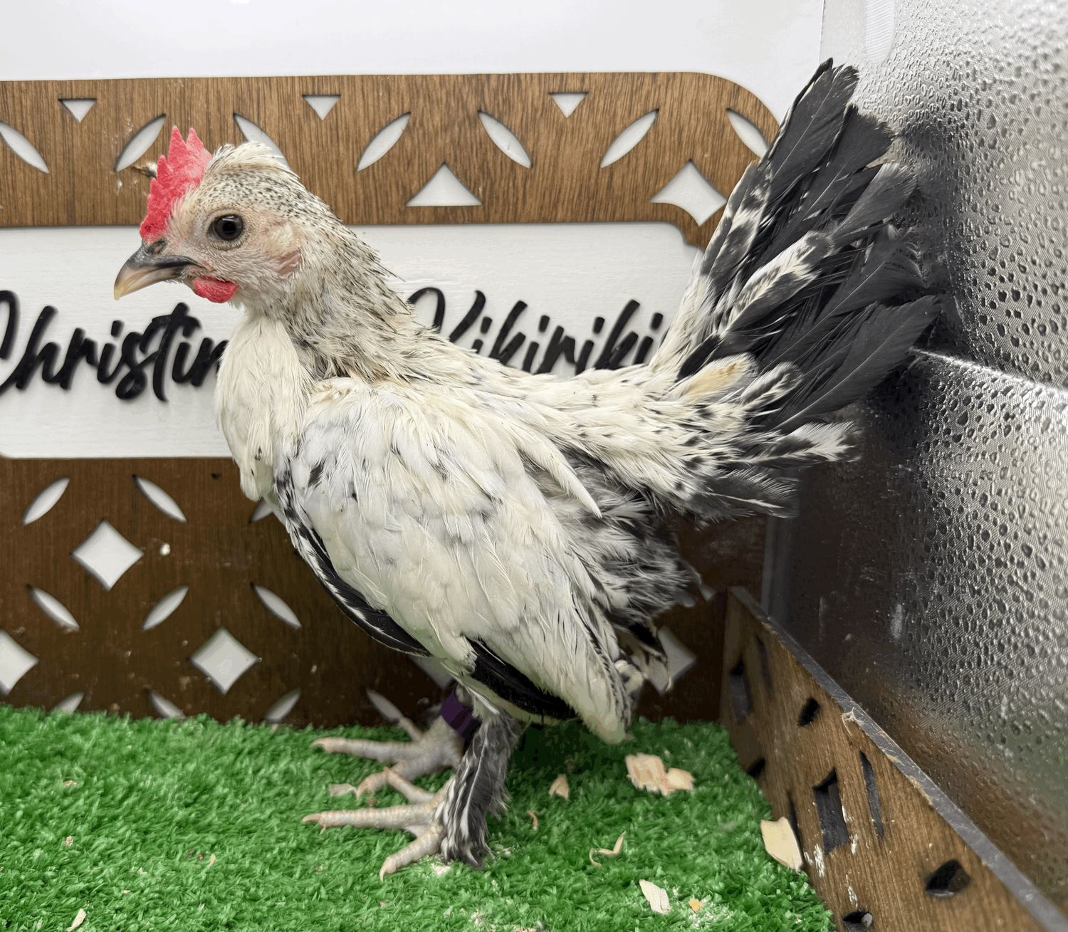 Cockerel