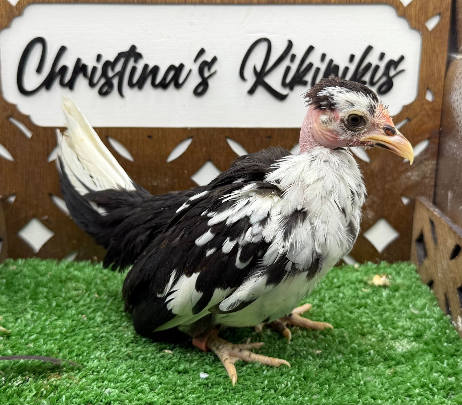 Possible Pullet