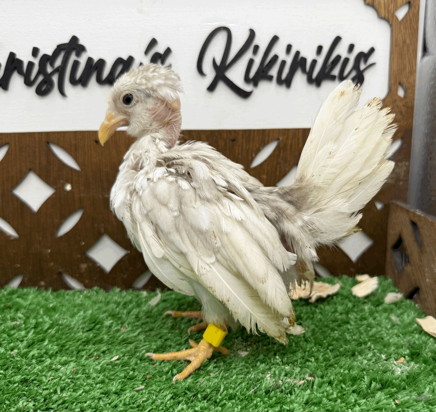 Possible Pullet