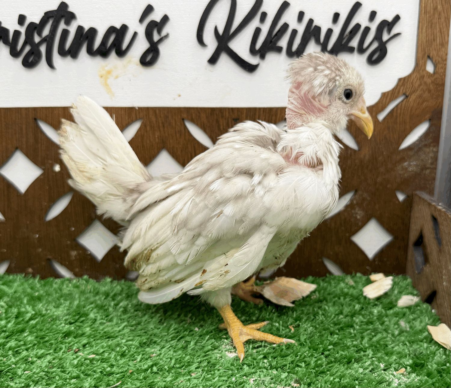 Possible Pullet