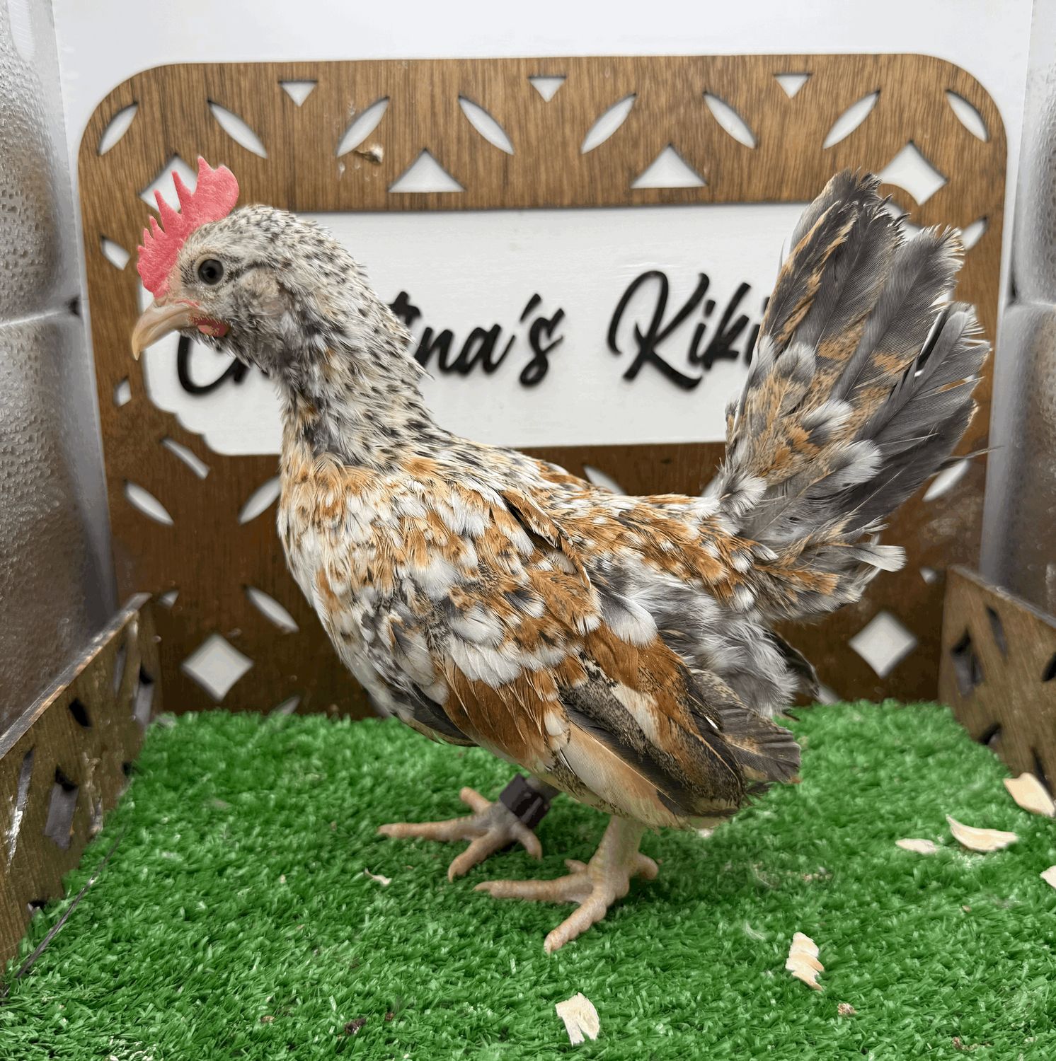 Cockerel