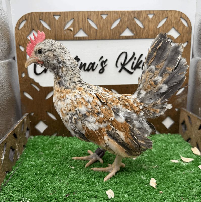 Cockerel