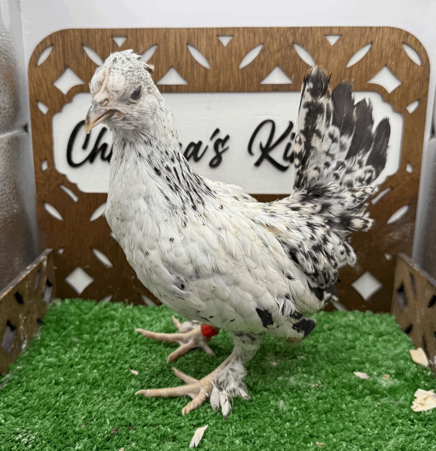 Possible Pullet