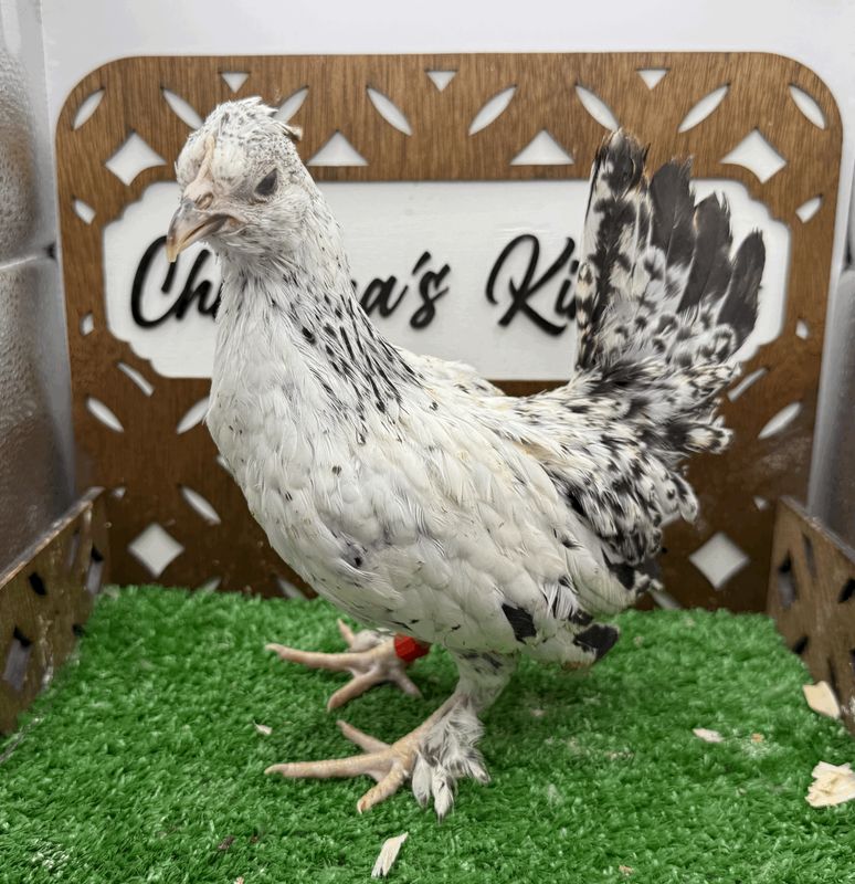 Possible Pullet