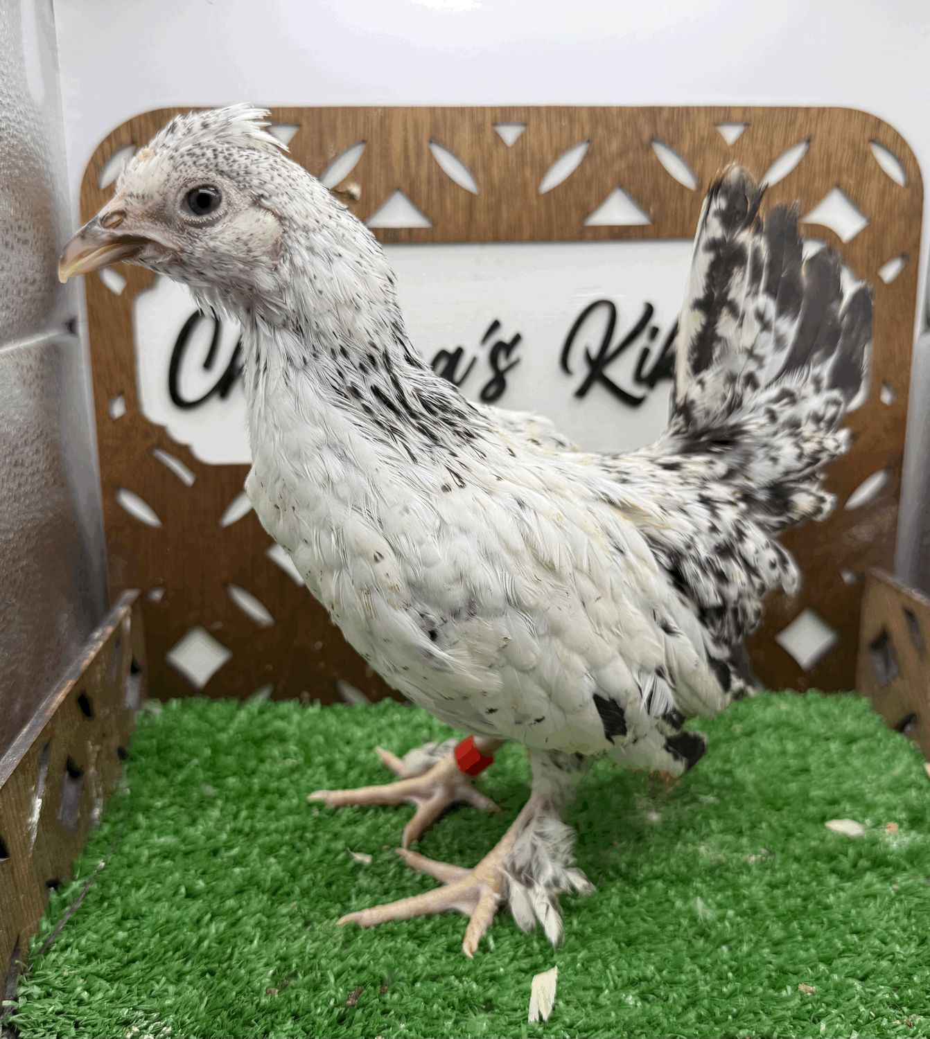 Possible Pullet