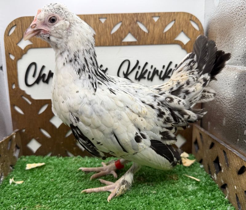 Possible Pullet