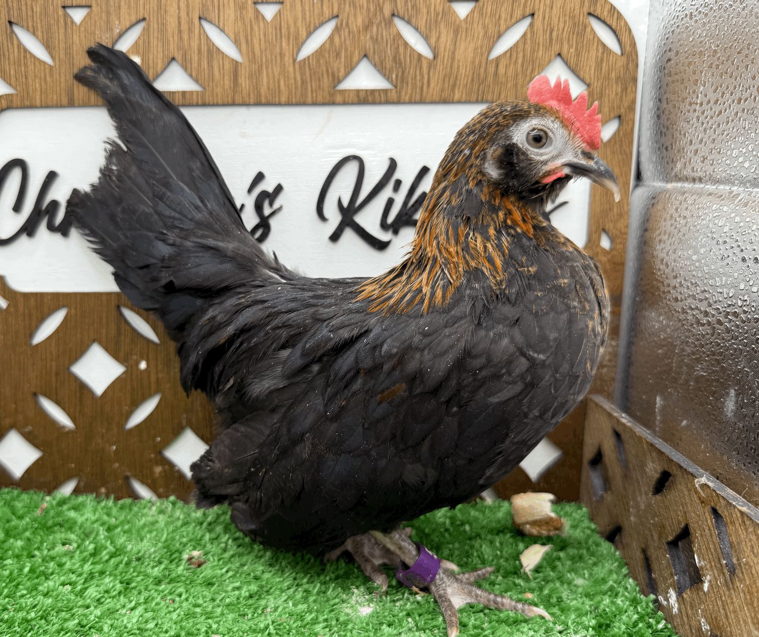 Cockerel
