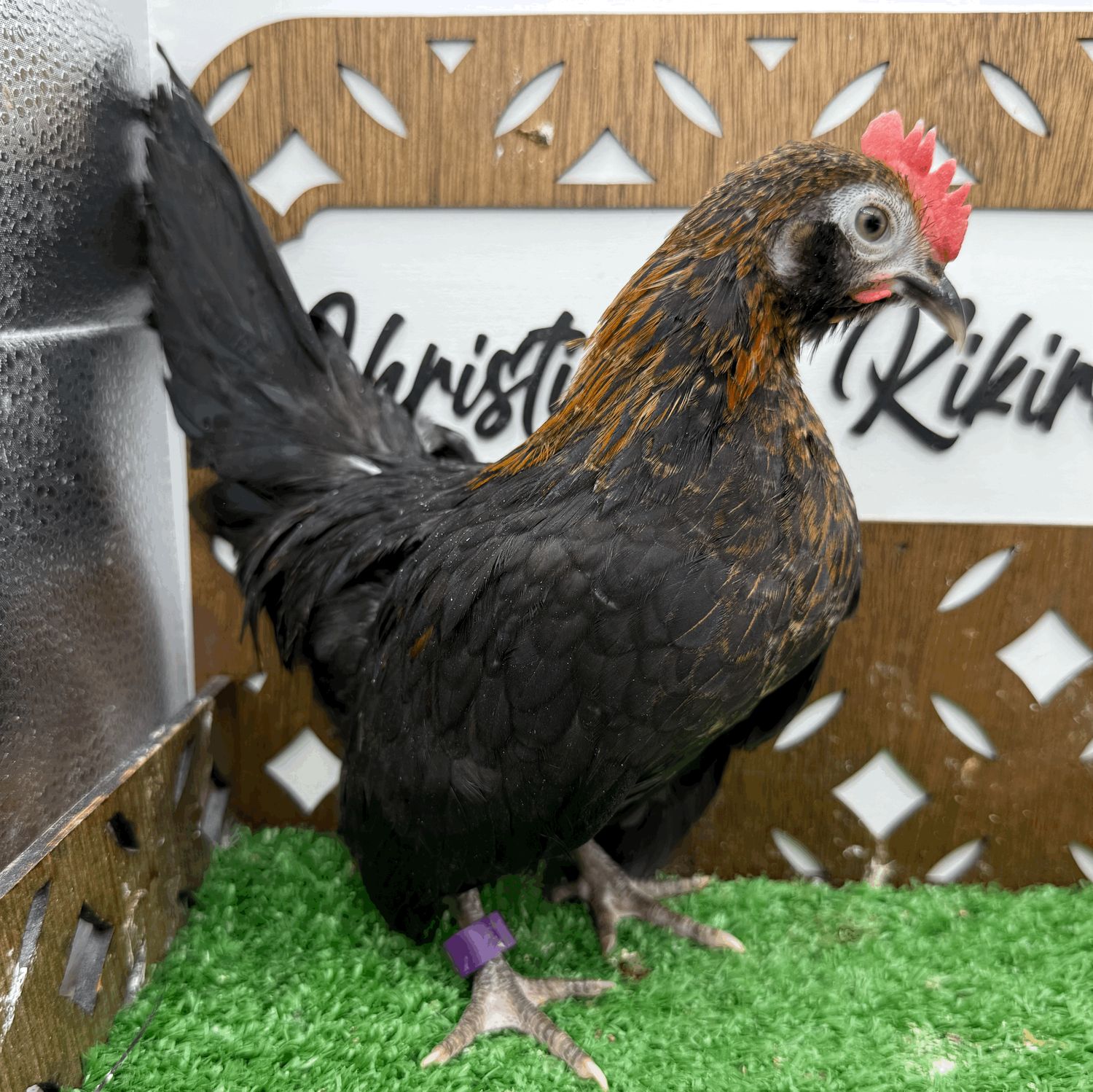 Cockerel