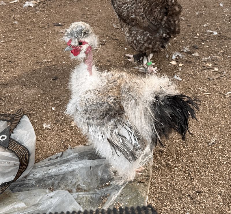 Frizzle Showgirl Silkie Rooster