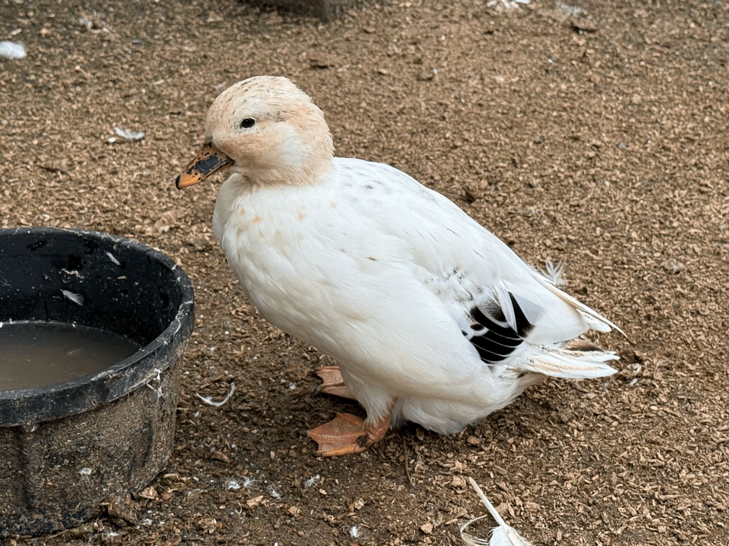 Snow Call Hen