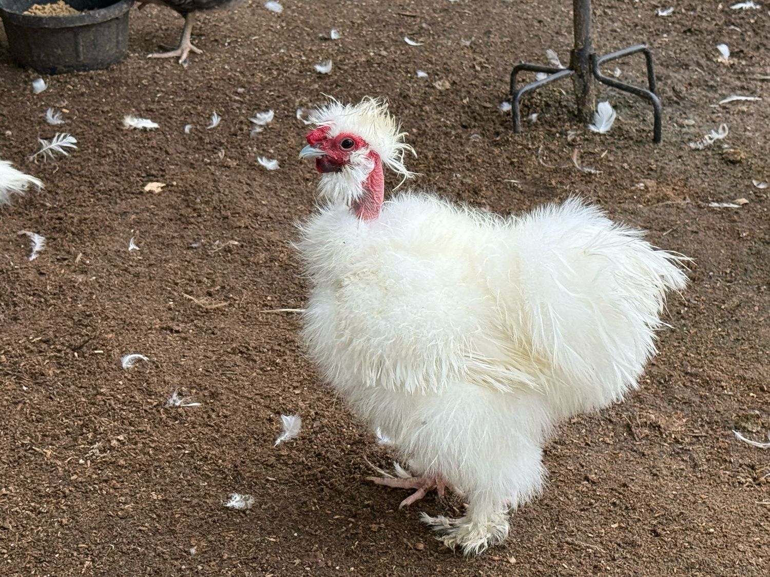 Frizzled Showgirl Rooster (SANTA)