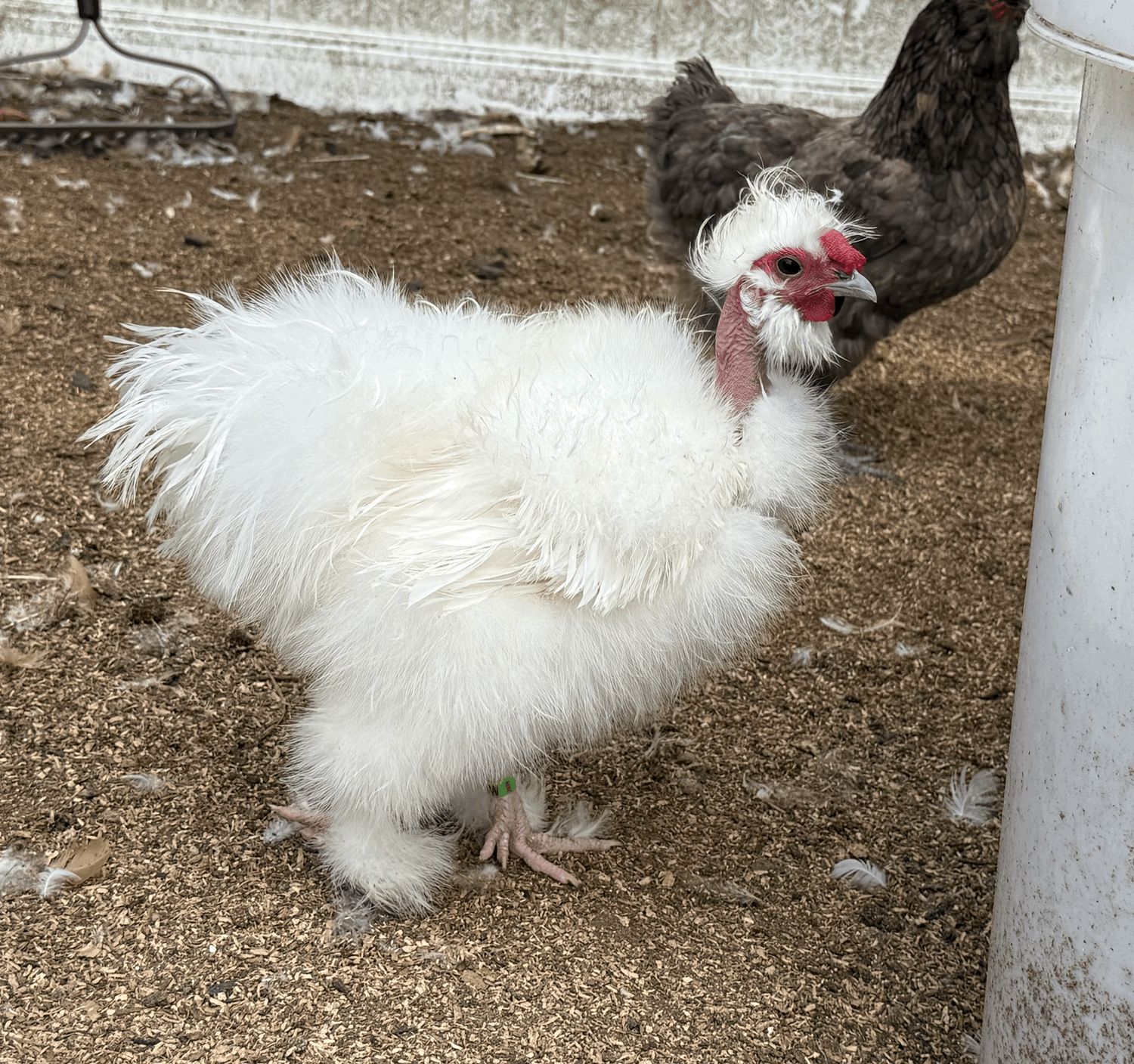 Frizzled Showgirl Rooster (SANTA)