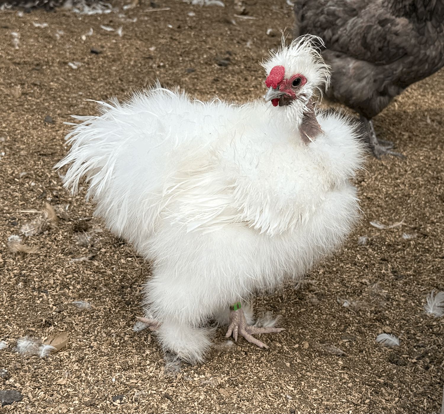 Frizzled Showgirl Rooster (SANTA)