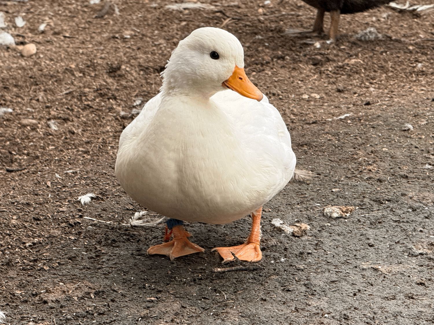 White Call Drake