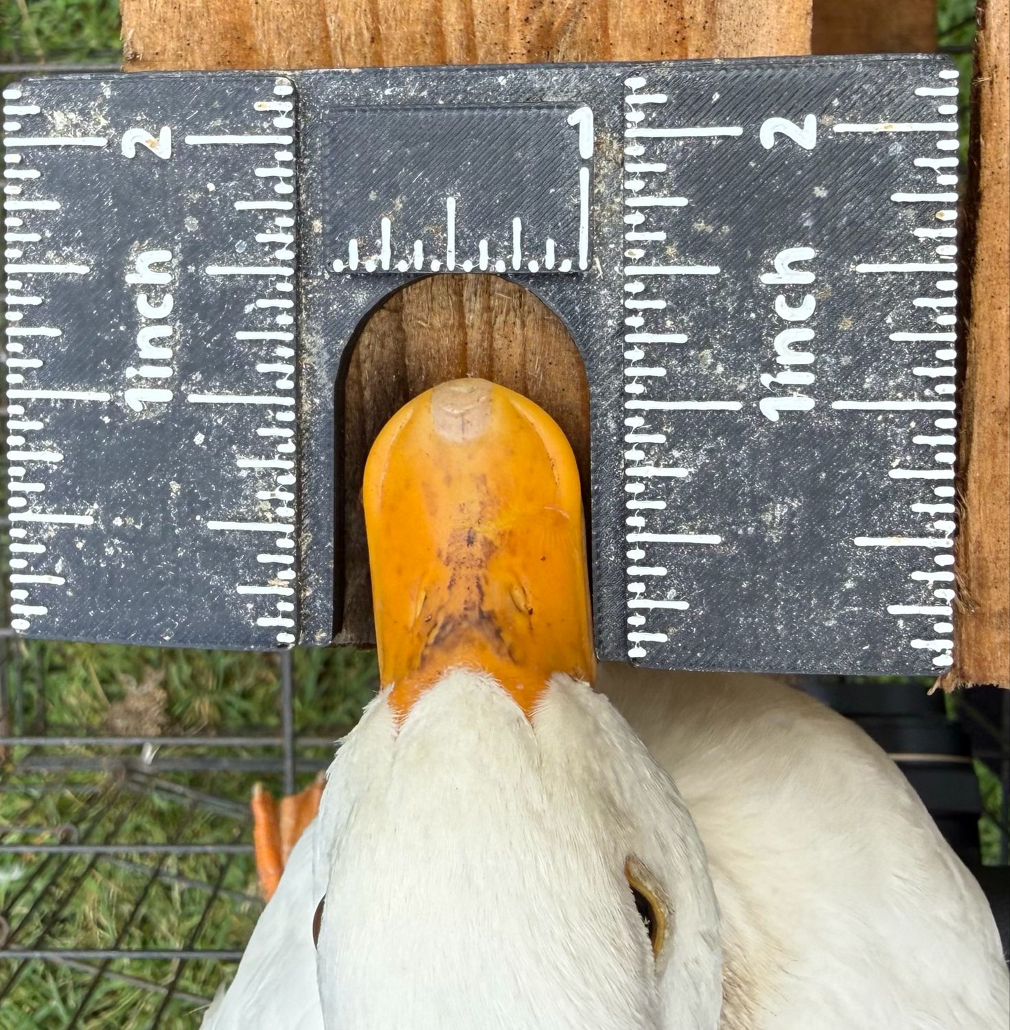 Call Hen