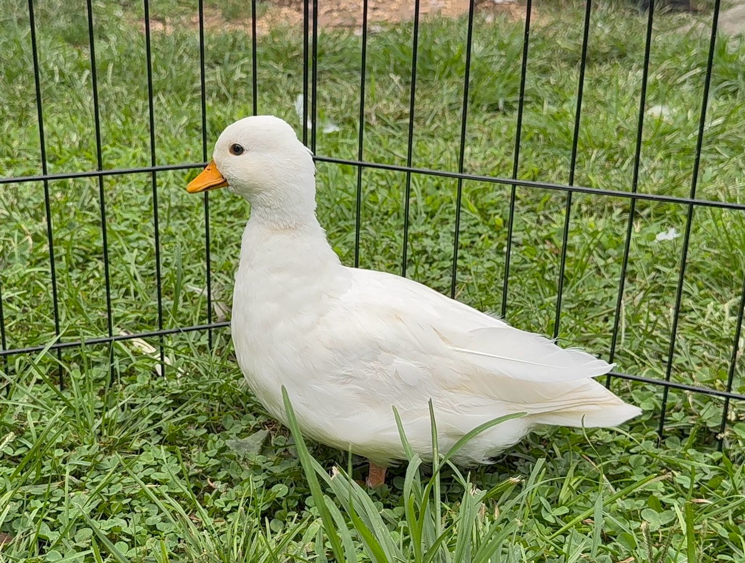 Call Hen