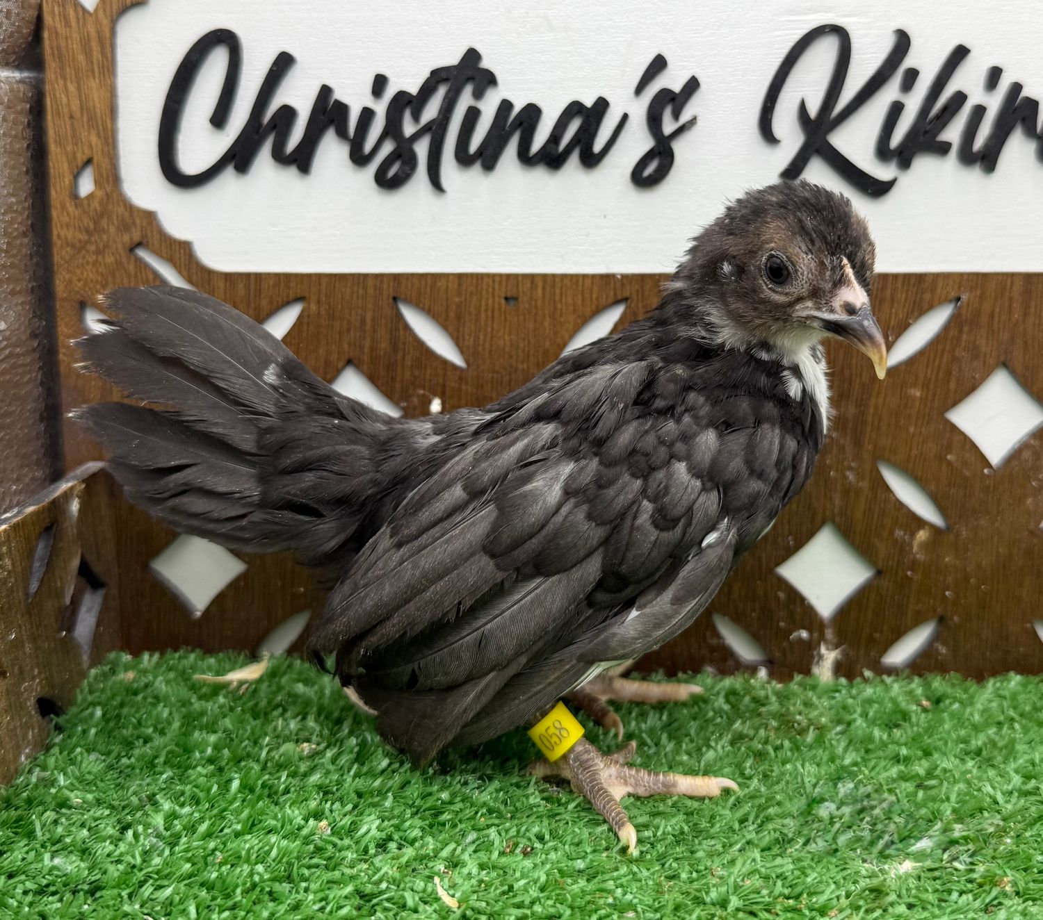 Possible Pullet