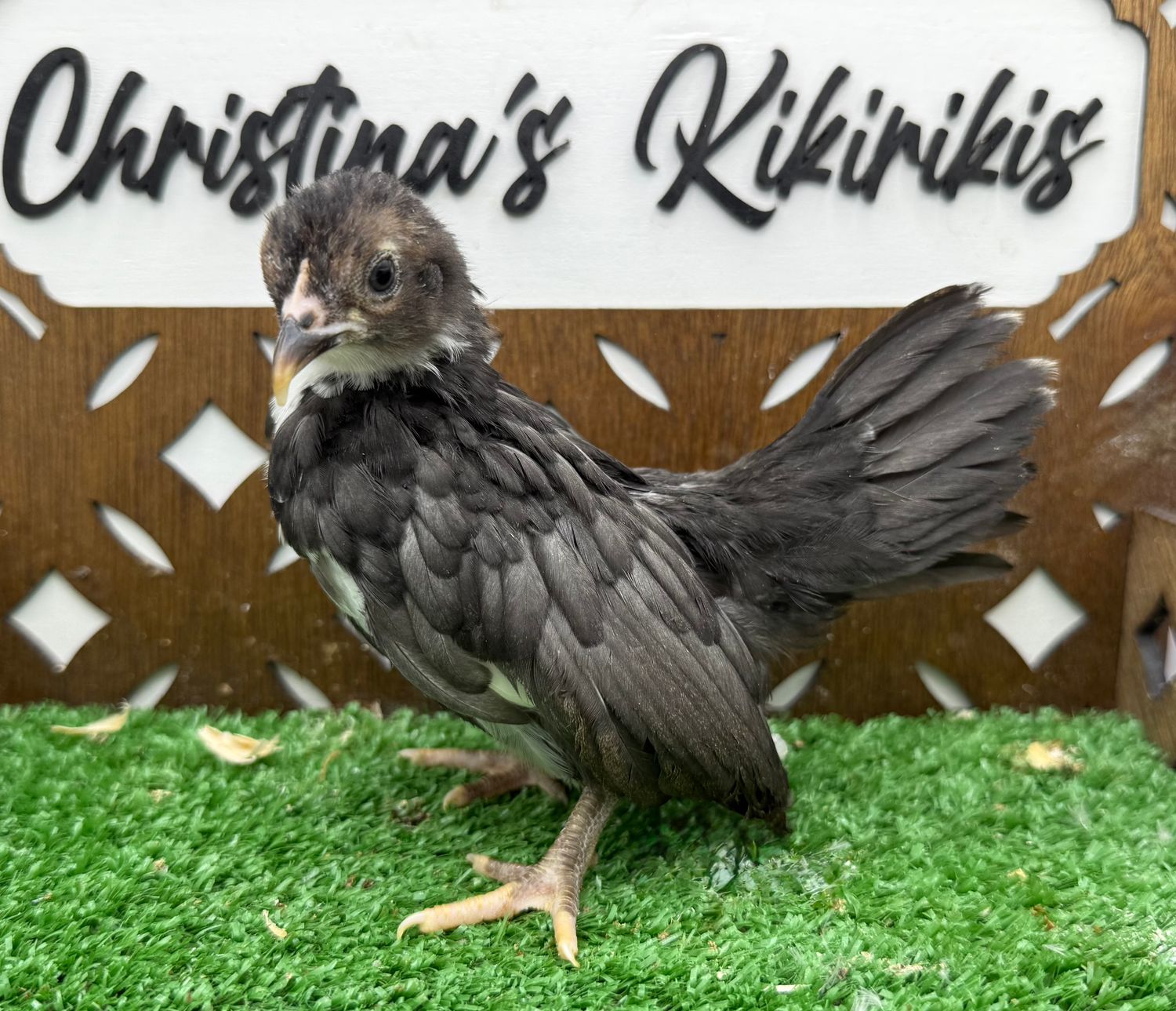 Possible Pullet