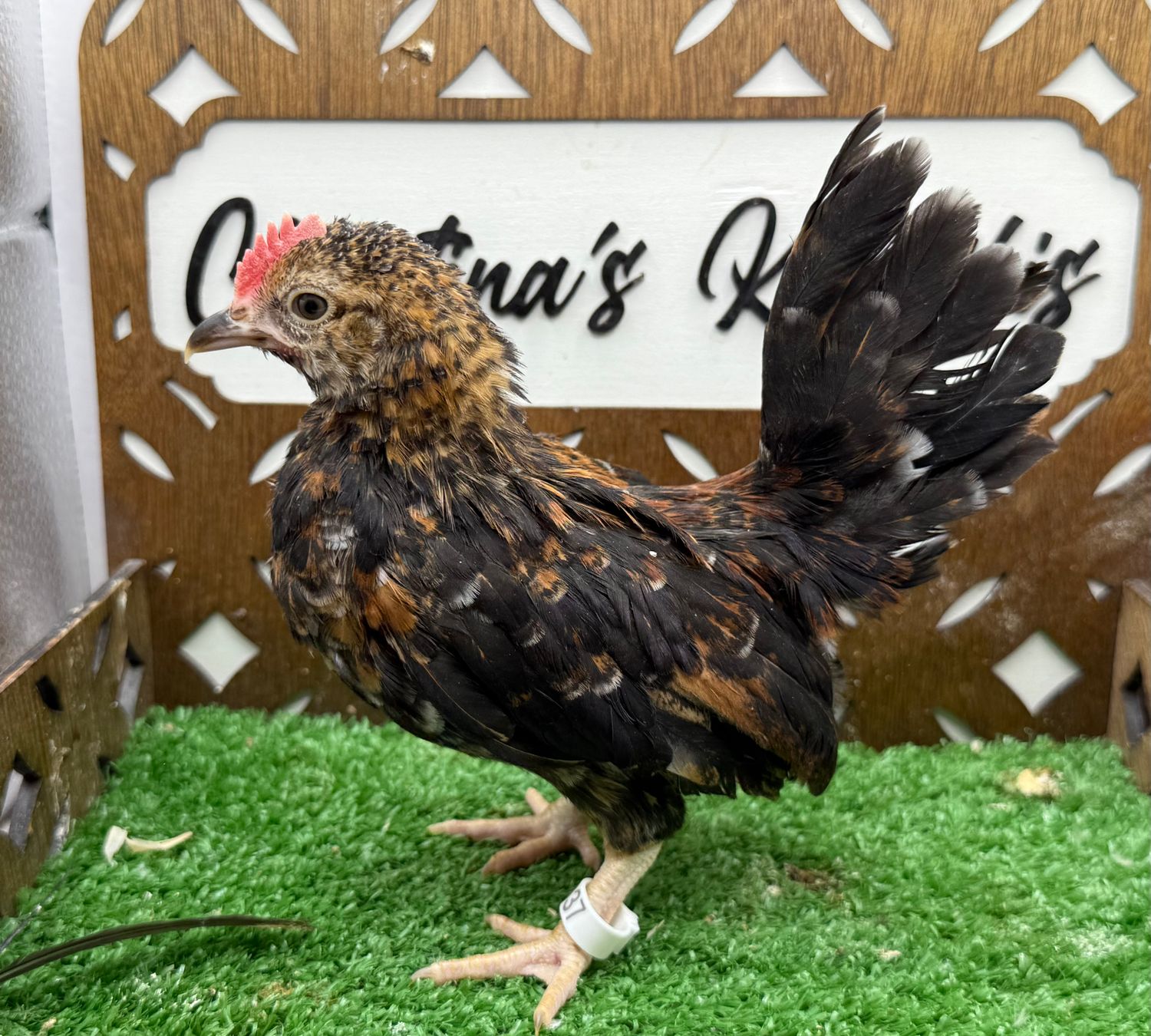 Cockerel