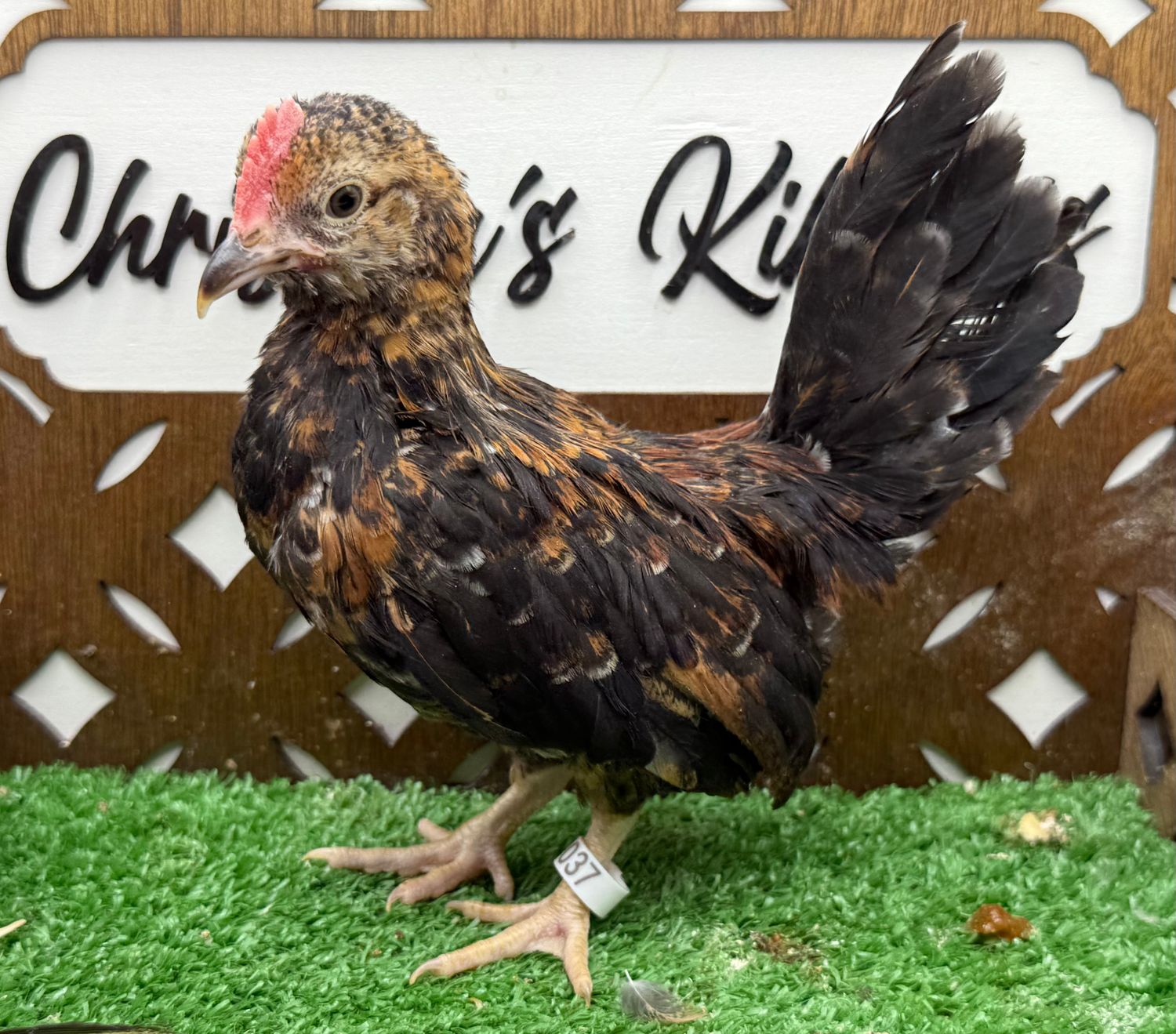 Cockerel