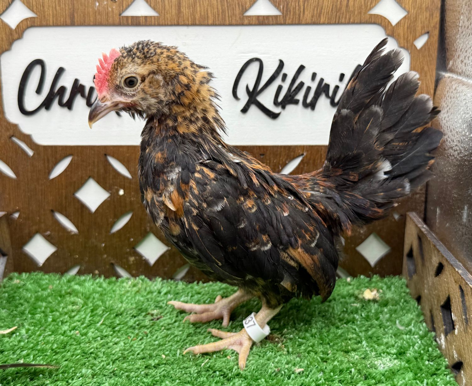 Cockerel