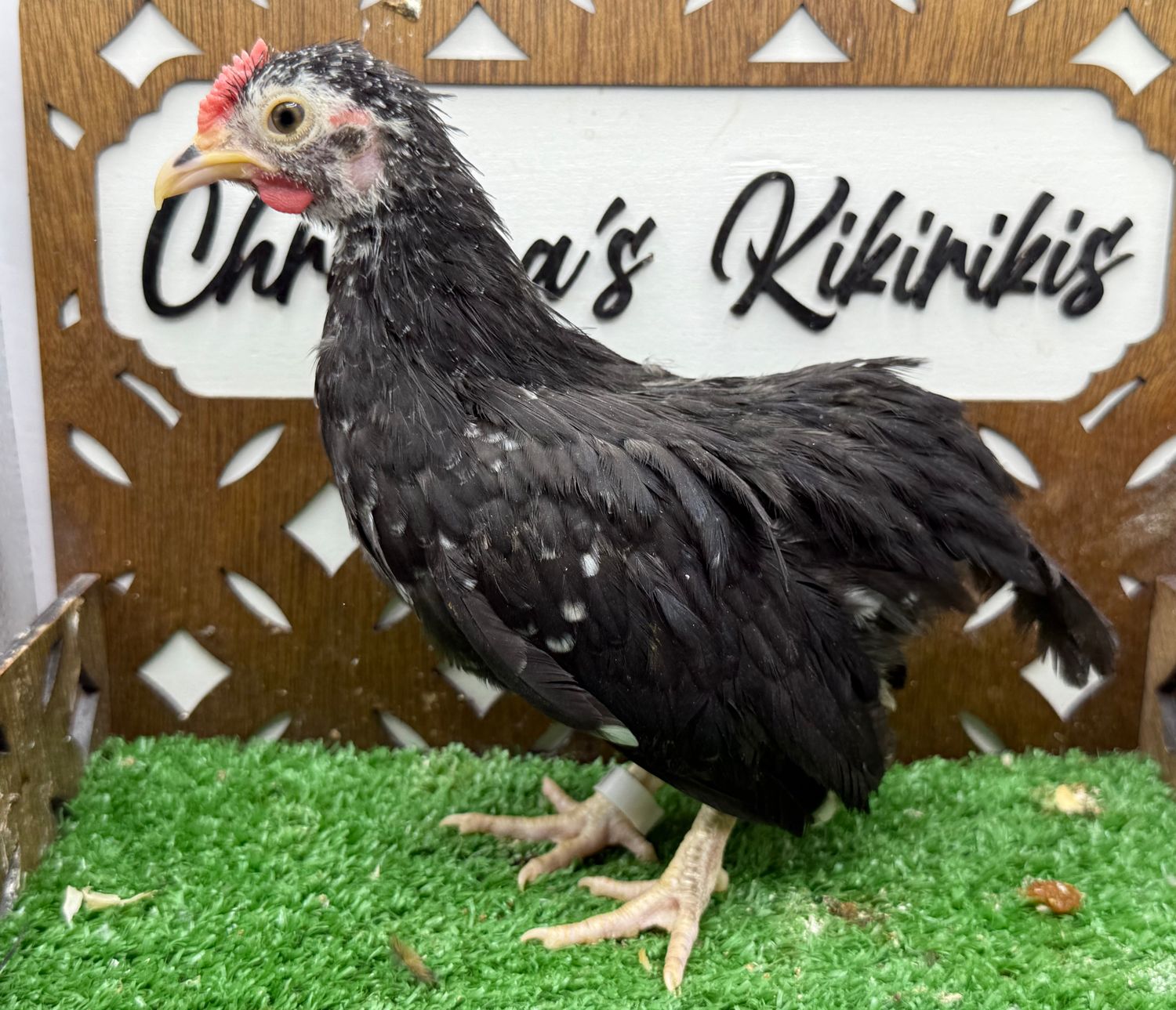 Cockerel