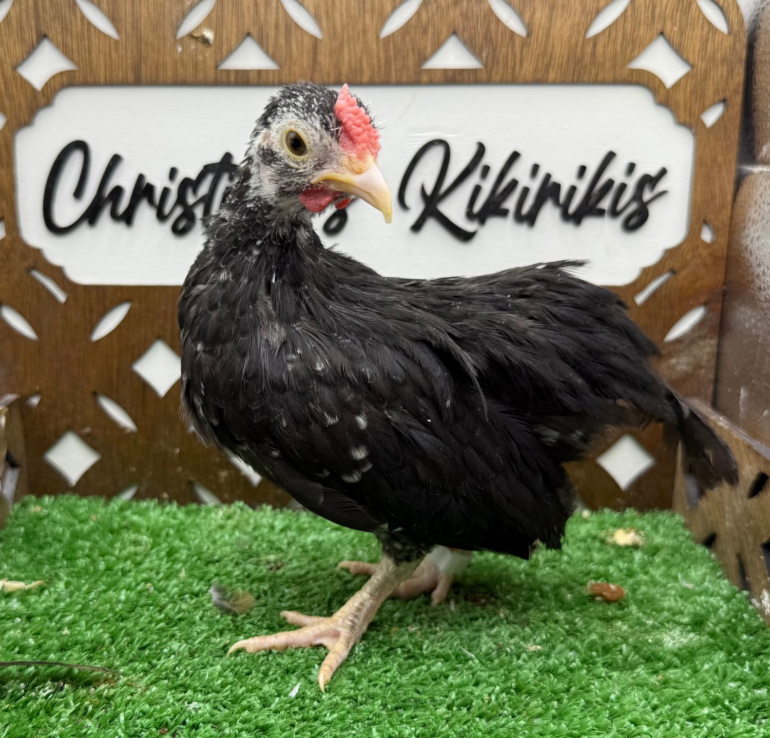 Cockerel