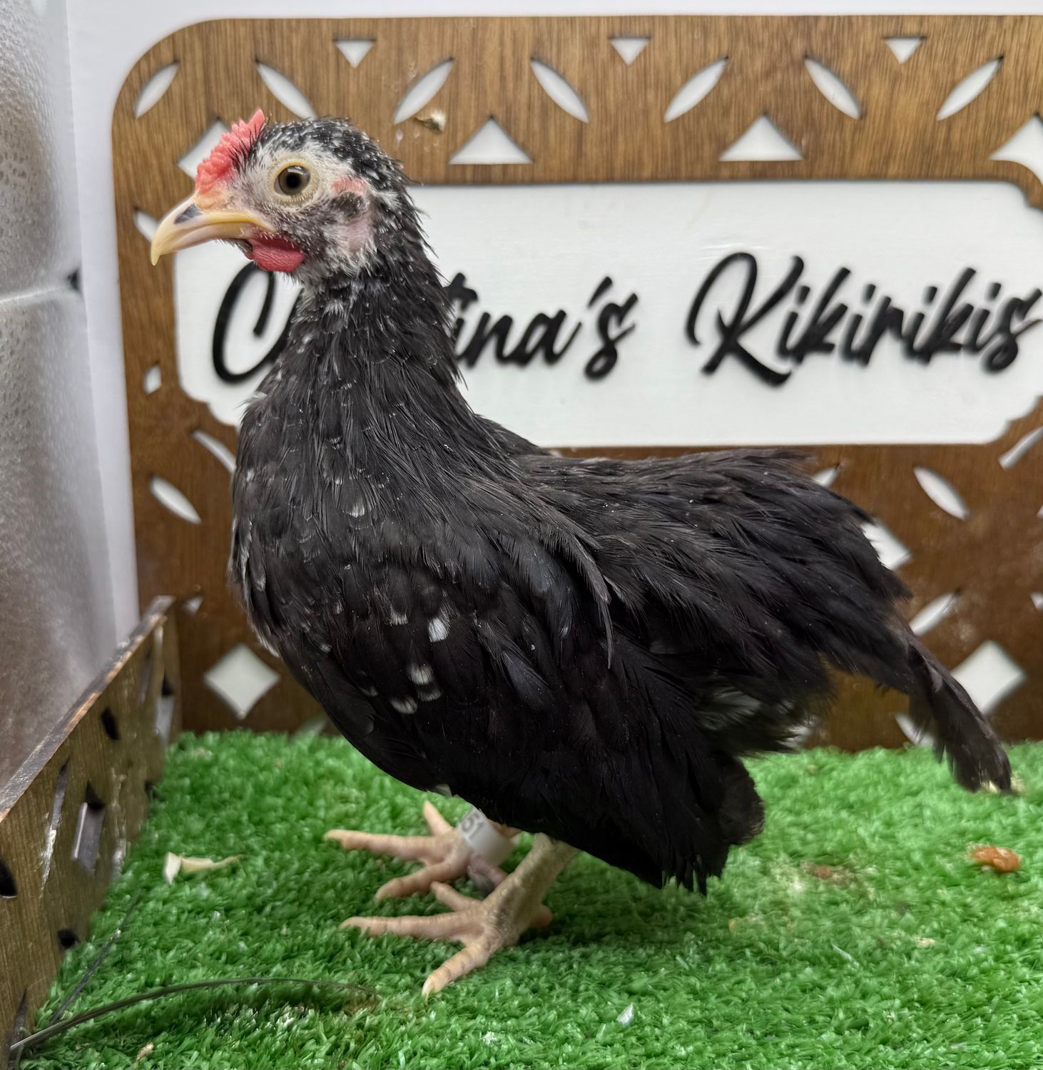 Cockerel