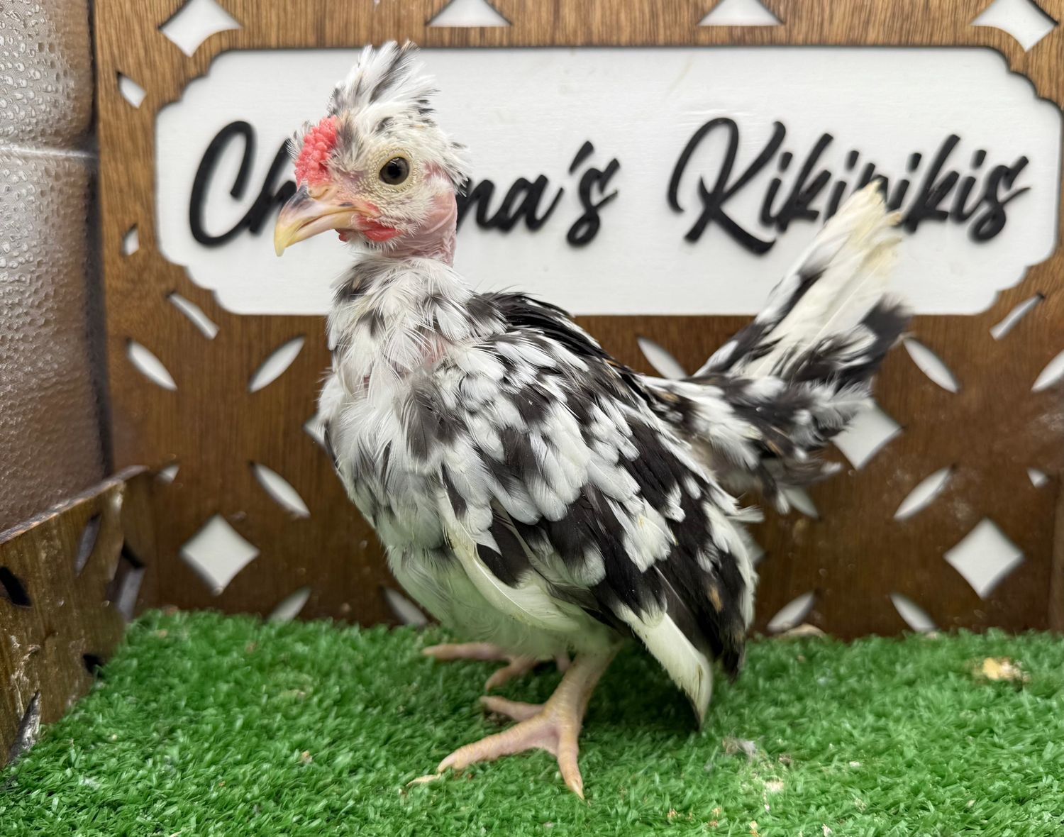 Cockerel