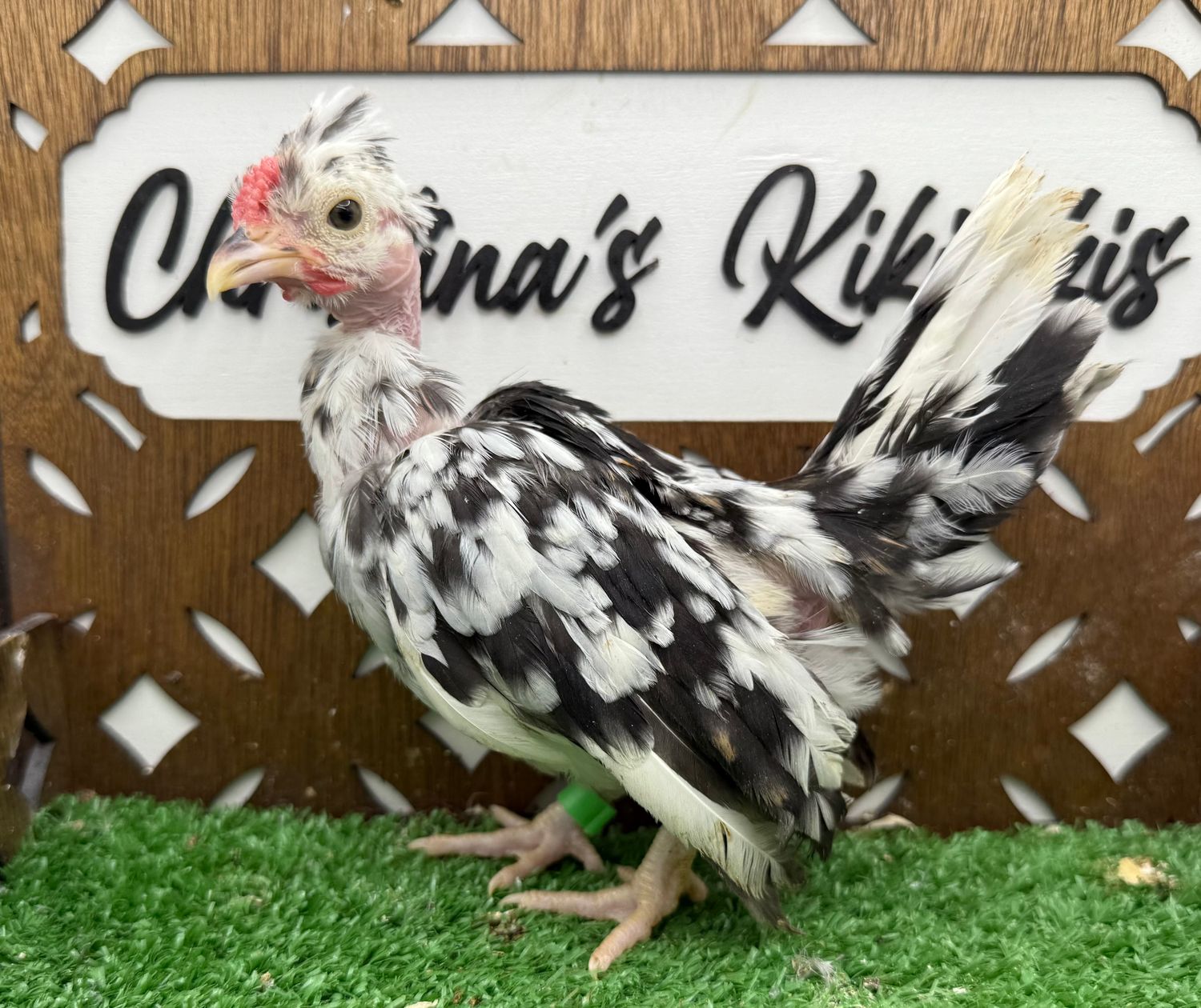 Cockerel