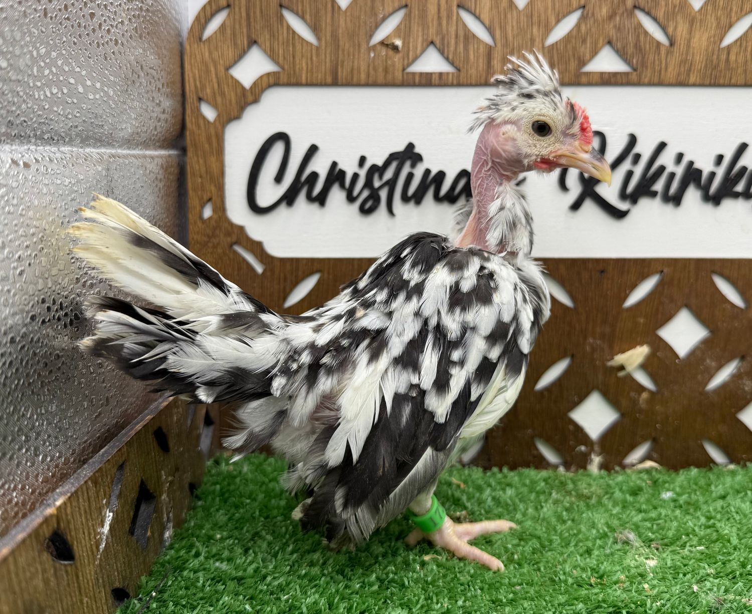 Cockerel