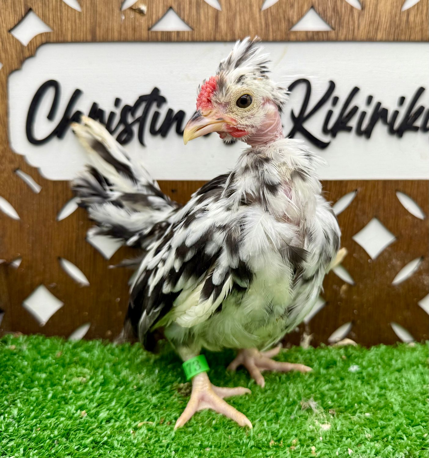 Cockerel