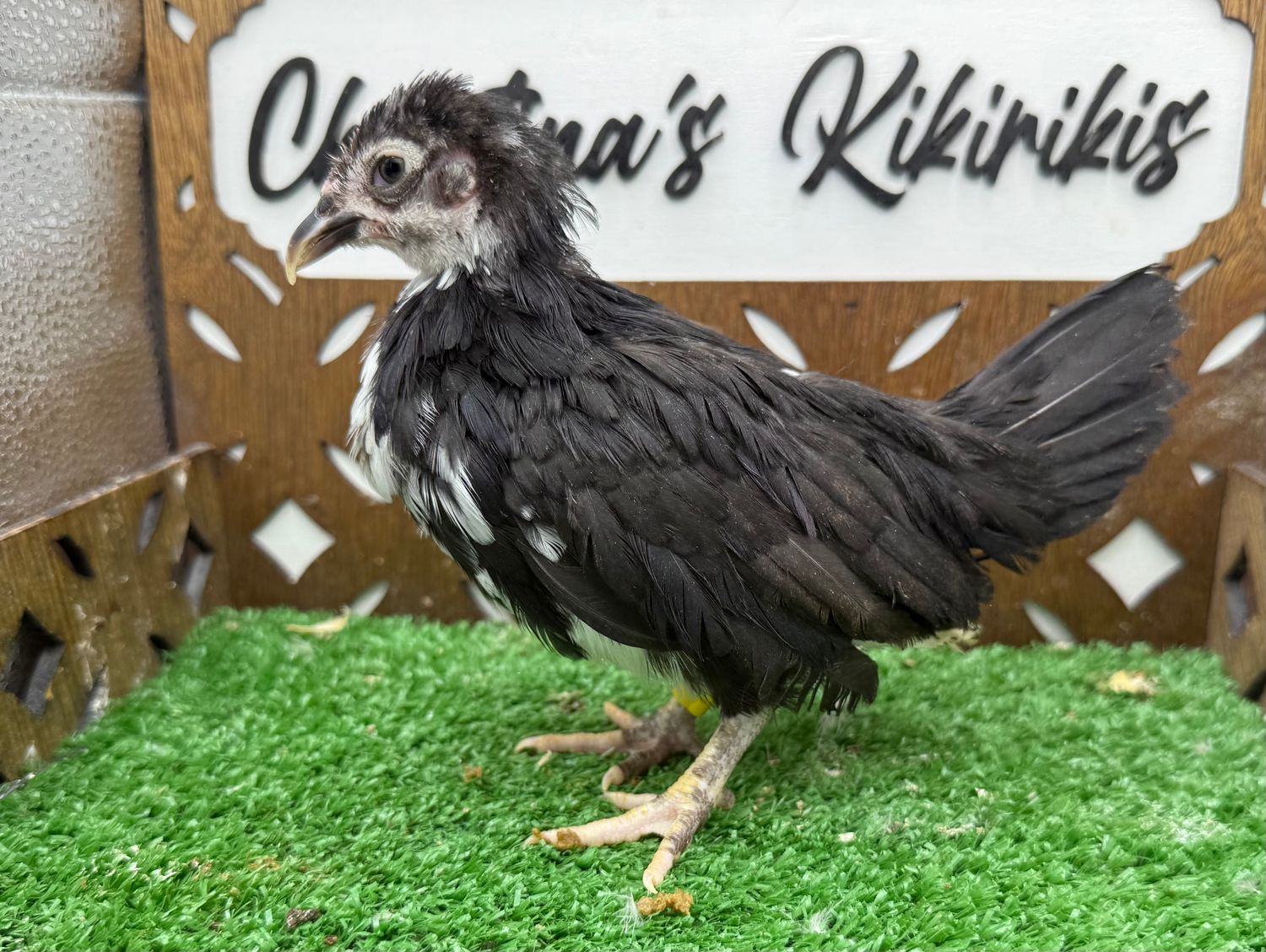 Possible Pullet