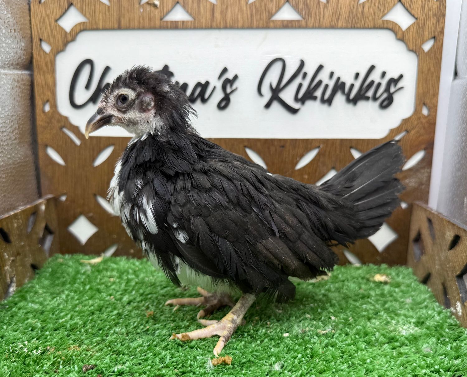 Possible Pullet